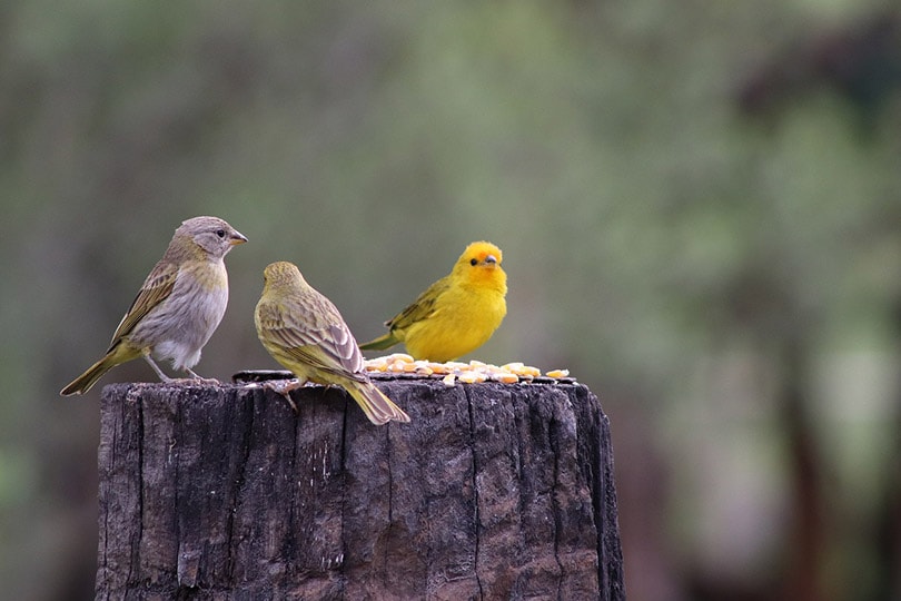 canaries on a tree trunk