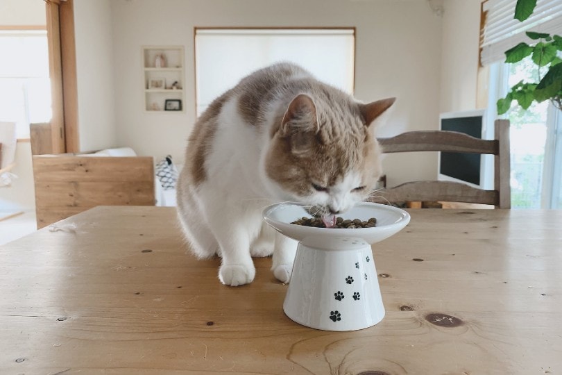 cat eating from modern bowl on table