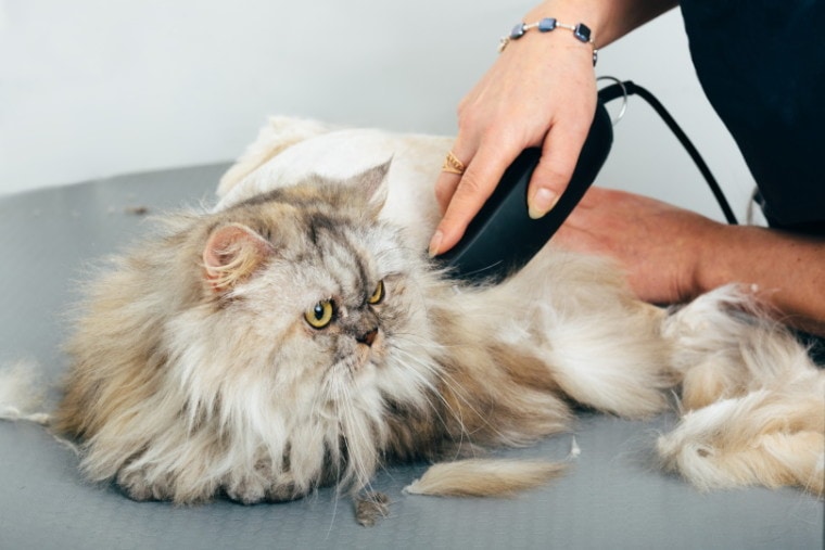 cat grooming in pet salon