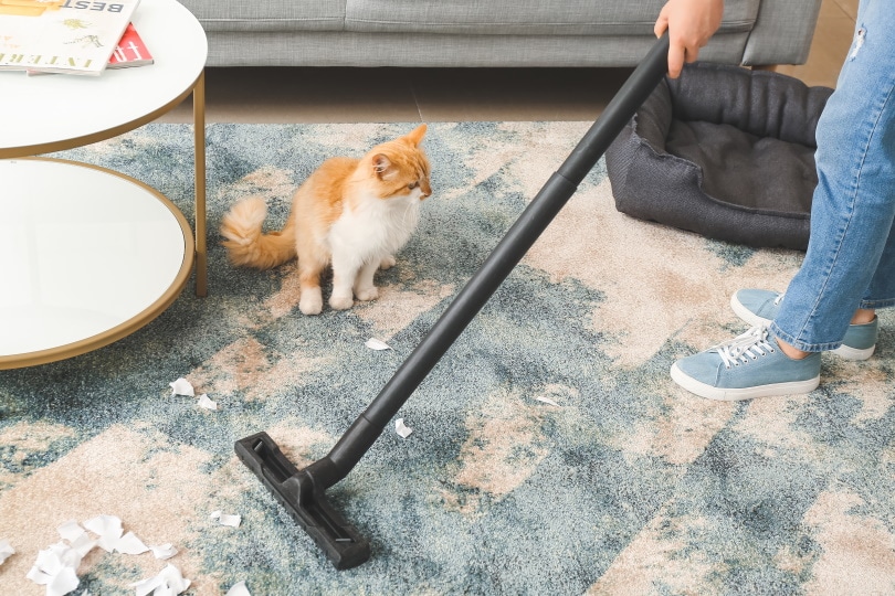 8 Best Vacuum Cleaners for Cat Litter in 2022 – Reviews & Top Picks | Pet  Keen