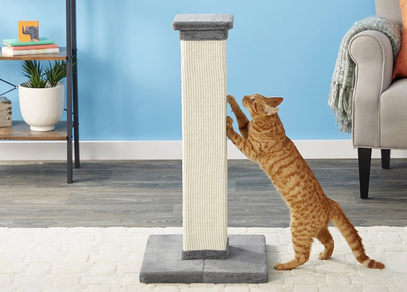 cat scratching on a tall cat scratching post