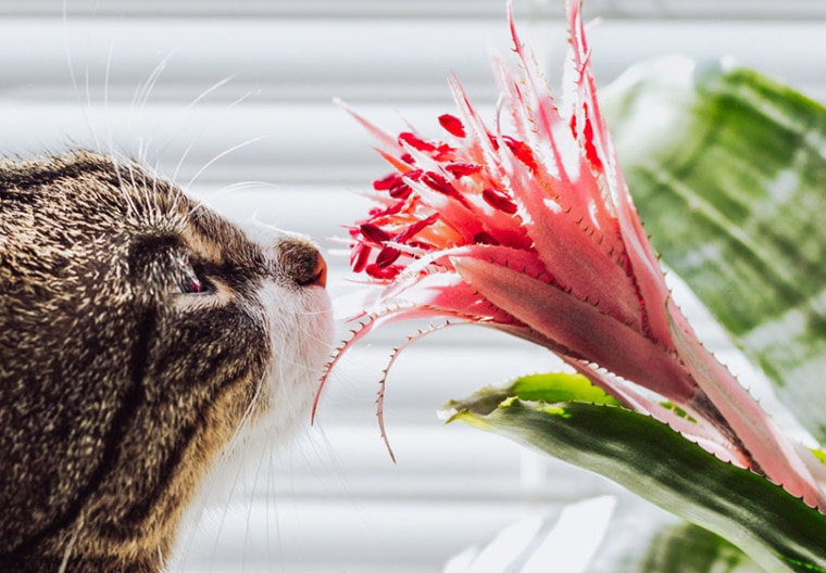 cat sniffing Aechmea bromeliads plant