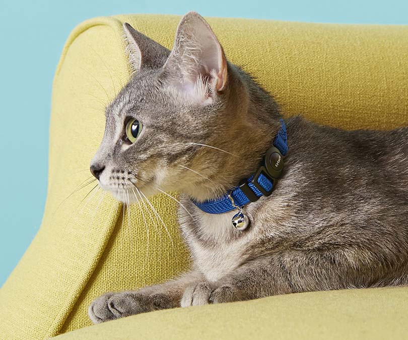 cat with collar resting on couch