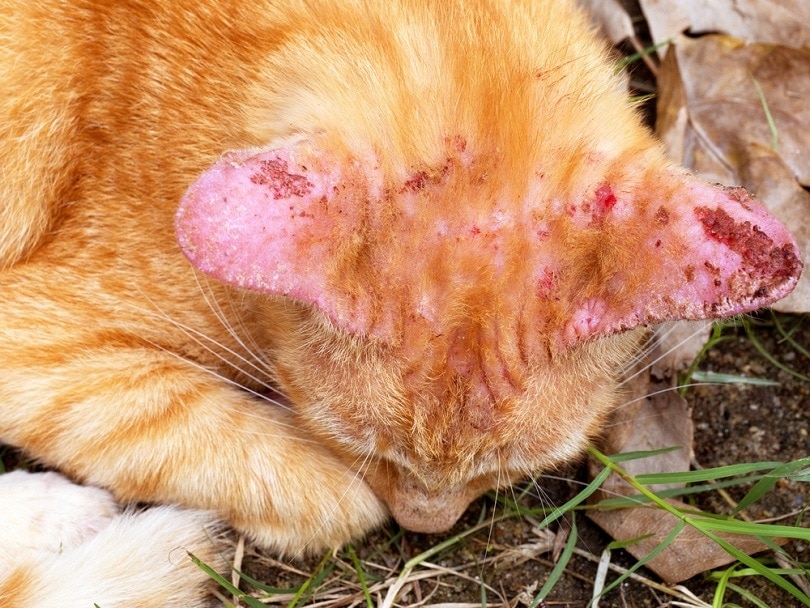 cat with ringworm