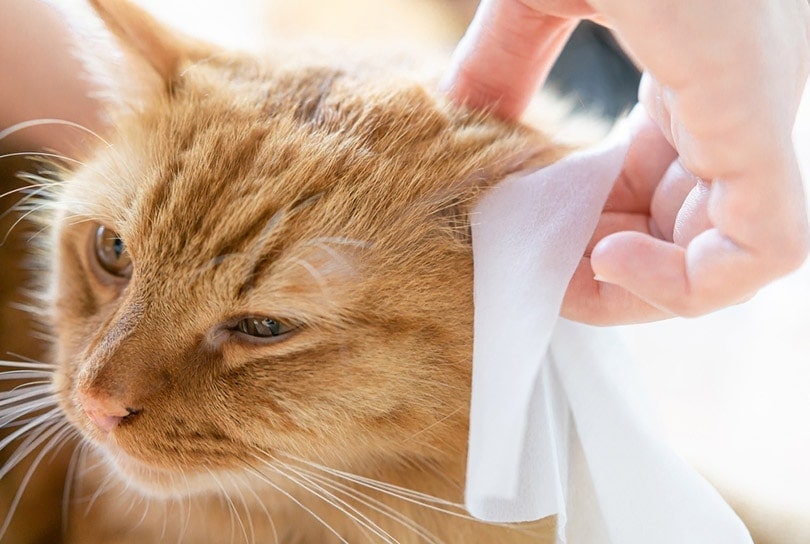 cat's ear is being cleaned with ear cleaner wipes