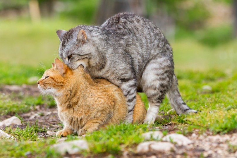 cats mating