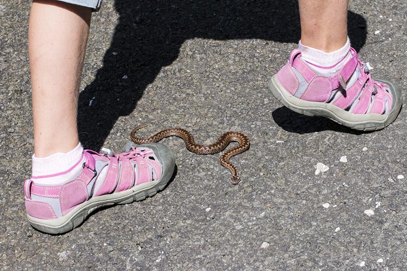 child walk close of poison snake