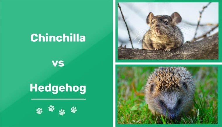 chinchilla vs hedgehog featured