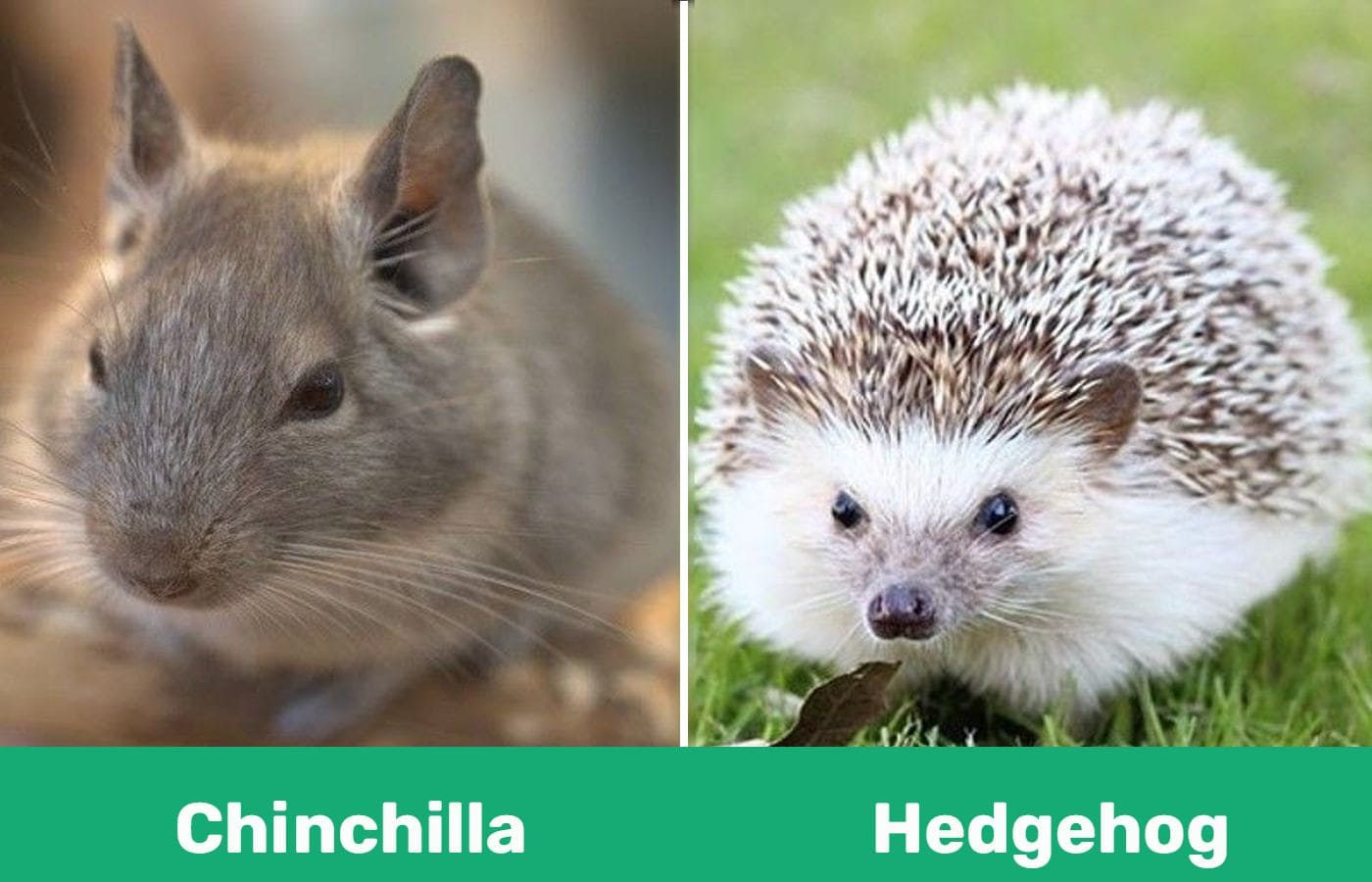 chinchilla vs hedgehog side by side