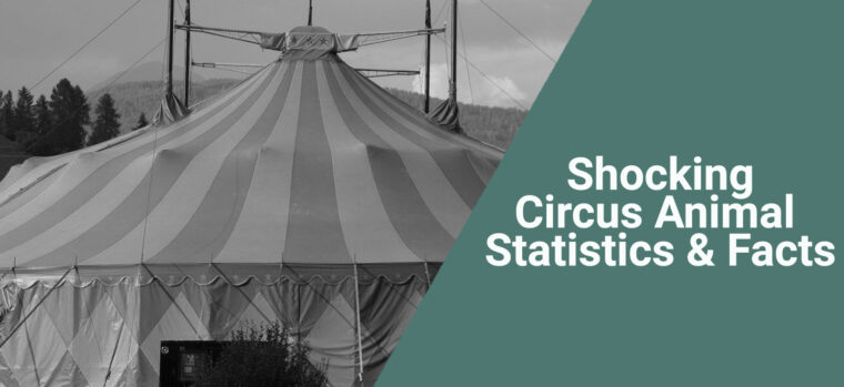 circus facts