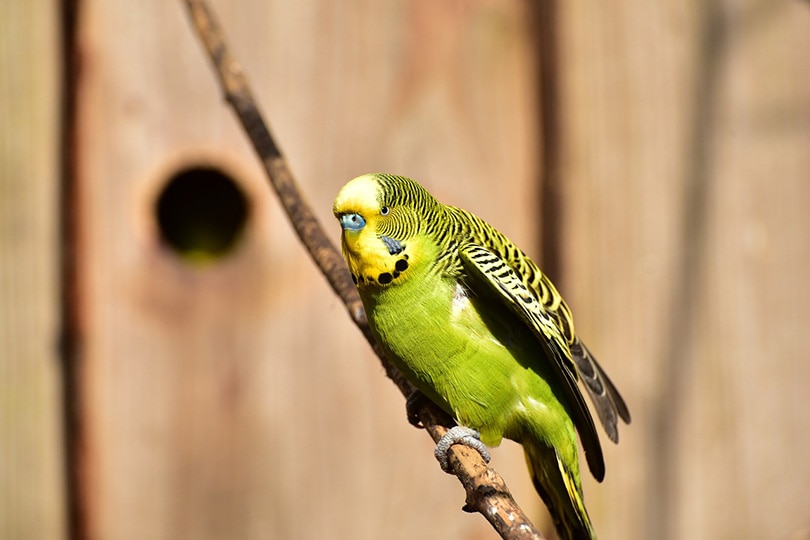 close up of a budgie
