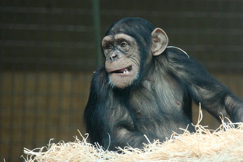 close up of chimpanzee