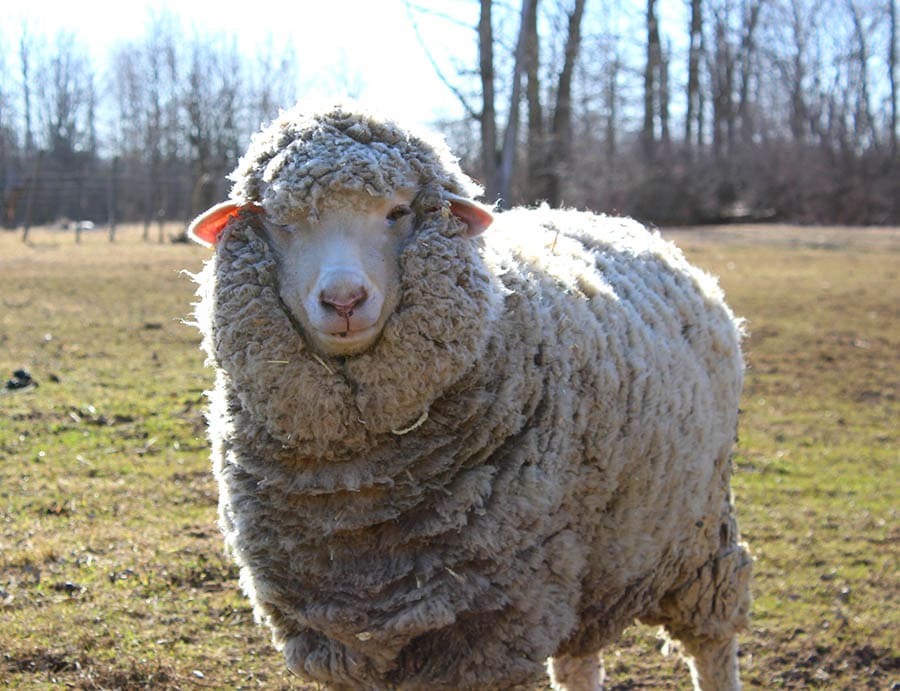 Cormo Sheep Ewe