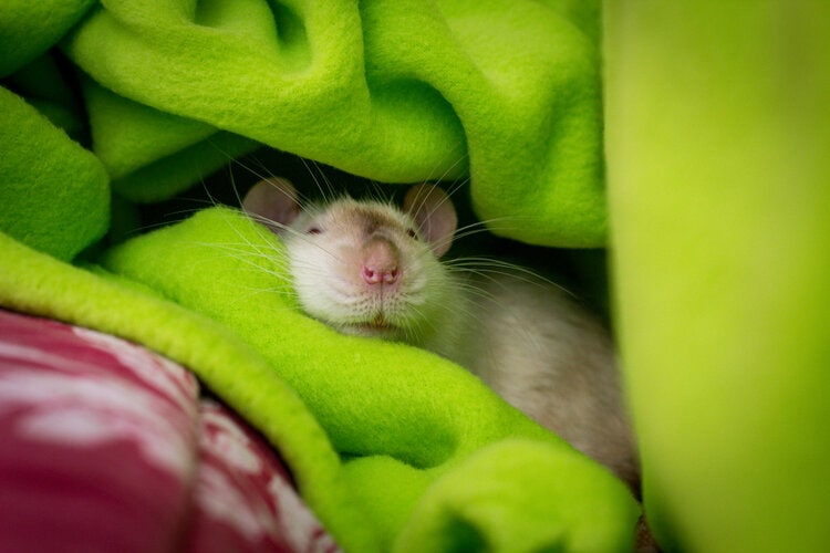 cute pet rat sleeping