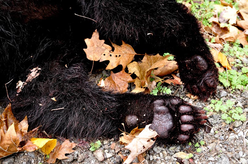 dead black bear in zoo