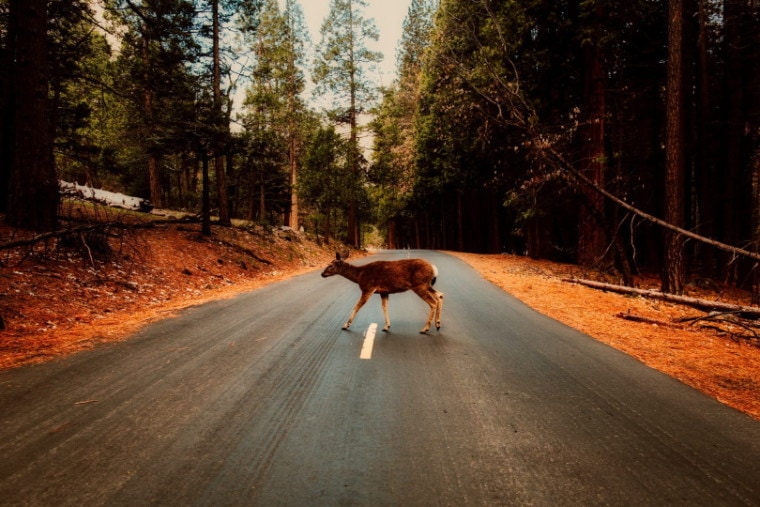 deer croosing on the road