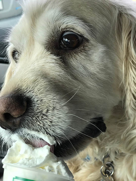 dog having puppuccino