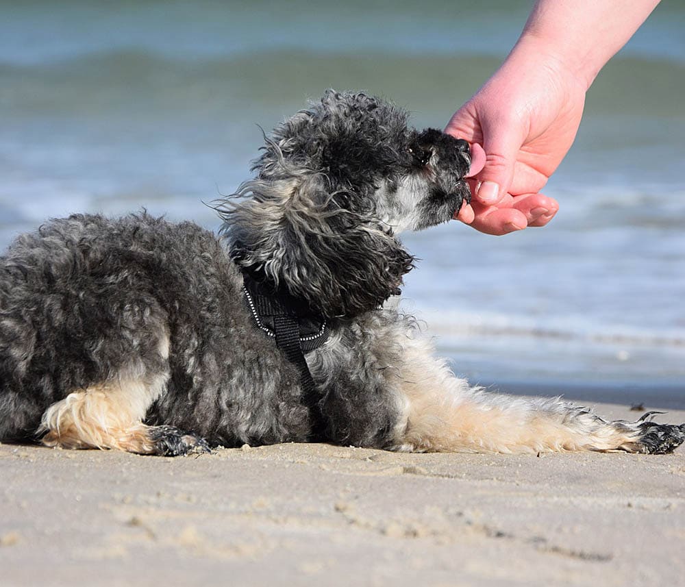 dog licking person's hand