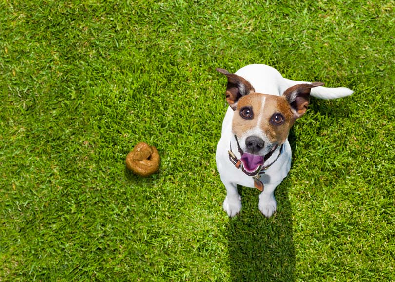 What Dissolves Dog Poop in the Yard? 4 Great Options | Pet Keen