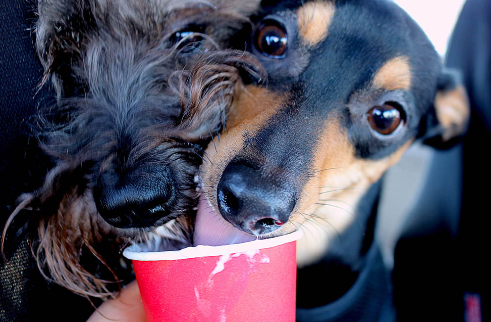 dogs having puppuccino