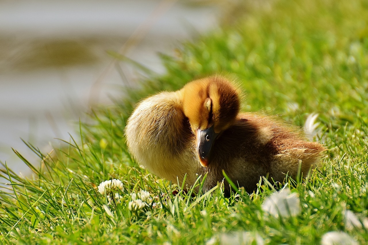 duckling sleeping on grass