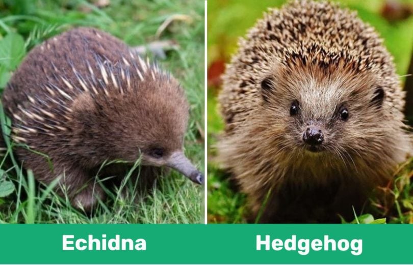 Echidna vs. Hedgehog: What's the Difference? | Pet Keen