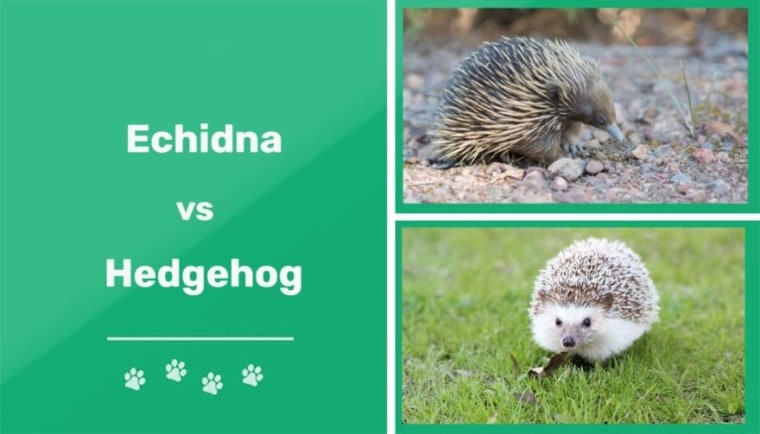echidna vs hedgehog