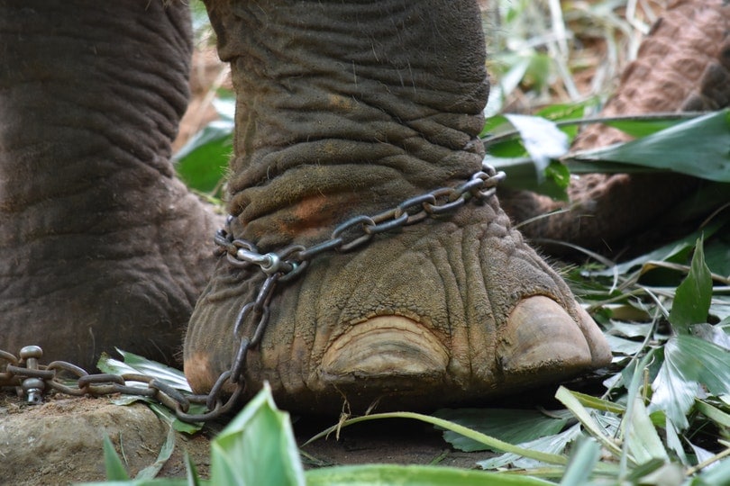 elephant with chain