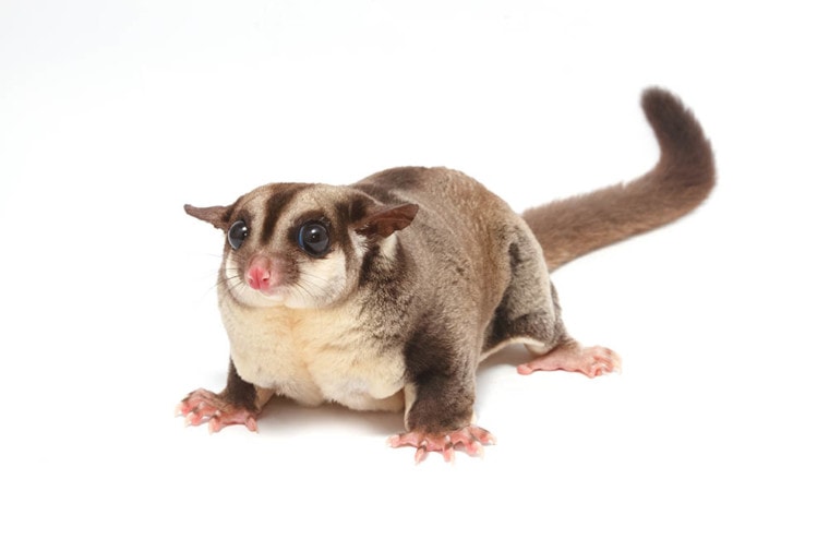 100+ Sugar Glider Names: Ideas for Adorable Mini Possums | Pet Keen