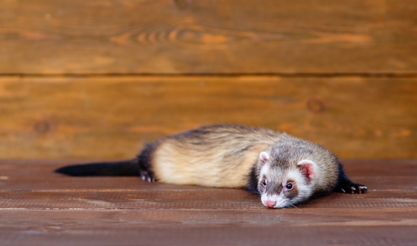 ferret lying on wooden floor