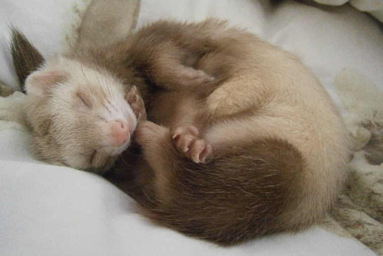ferret sleeping on white sheets