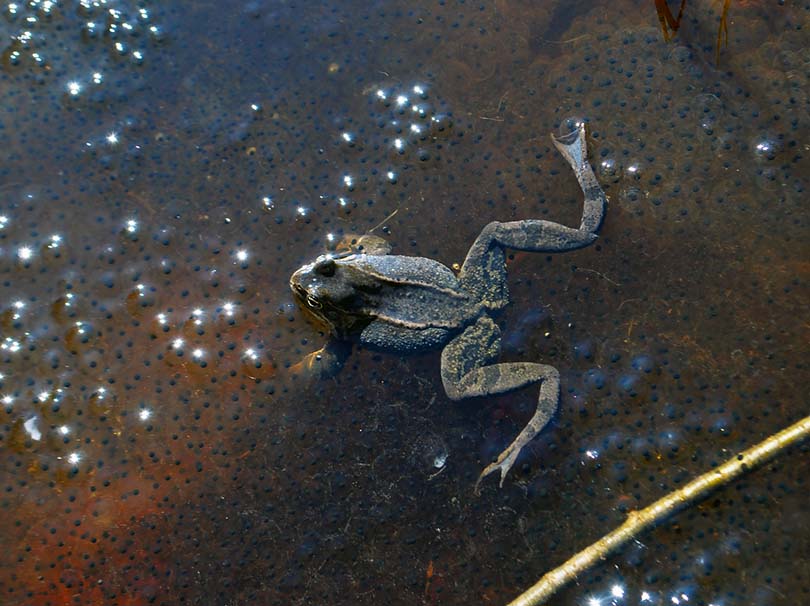 frog and spawn in a pond