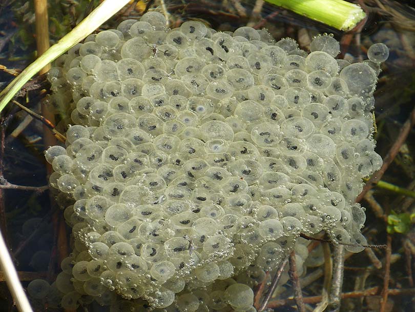 frog spawn in a tank