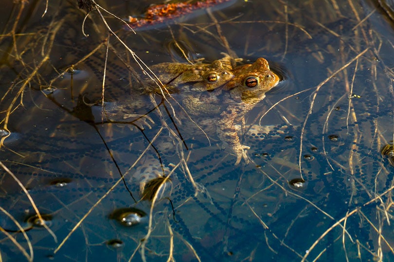 frogs mating in a pond