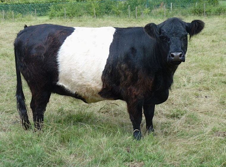 galloway cow