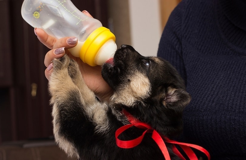german shepherd puppy milk from nipples