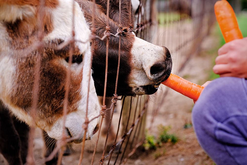 Can Cows Eat Carrots? What You Need to Know! | Pet Keen