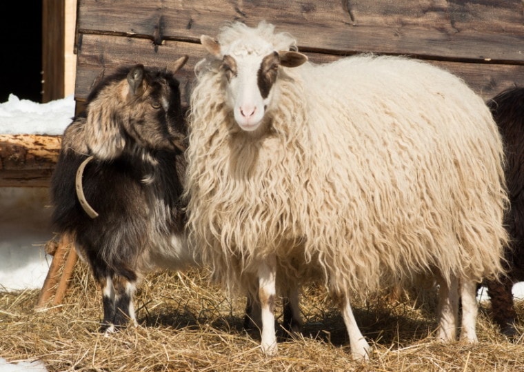 goat and sheep