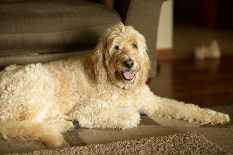 goldendoodle lying on the floor