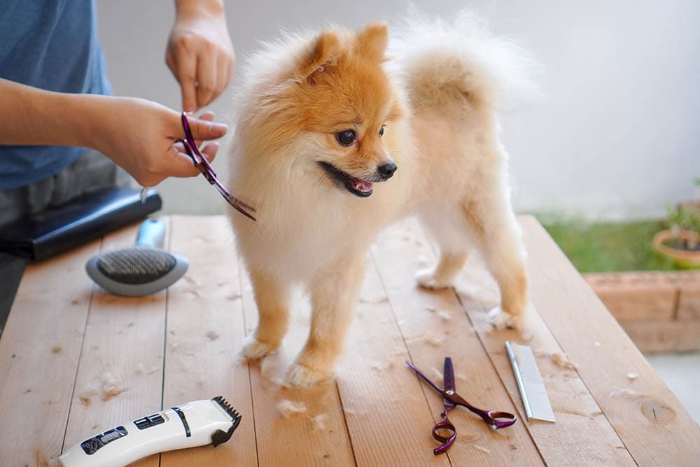grooming a pomeranian puppy
