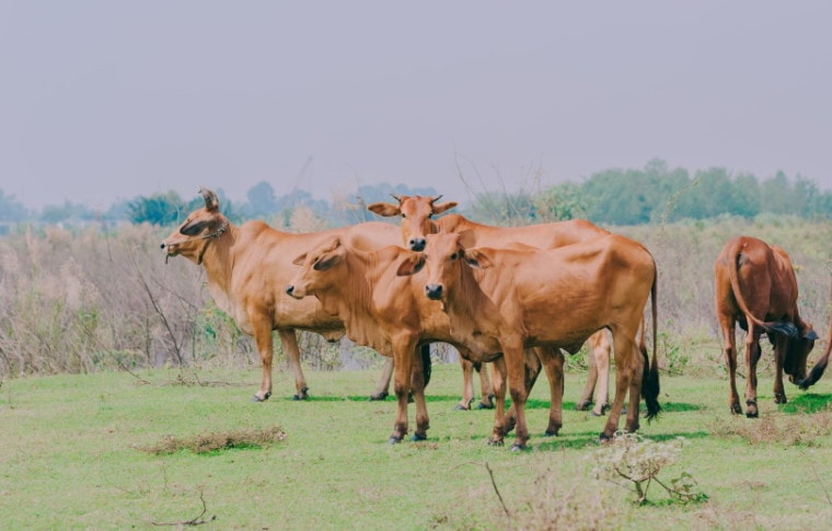 group of cows in grassland