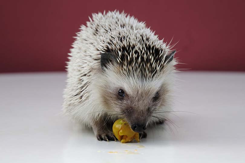 hedgehog eating fruit