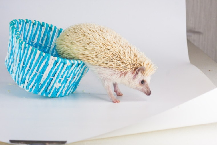 hedgehog in DIY basket