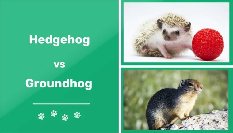 hedgehog vs groundhog