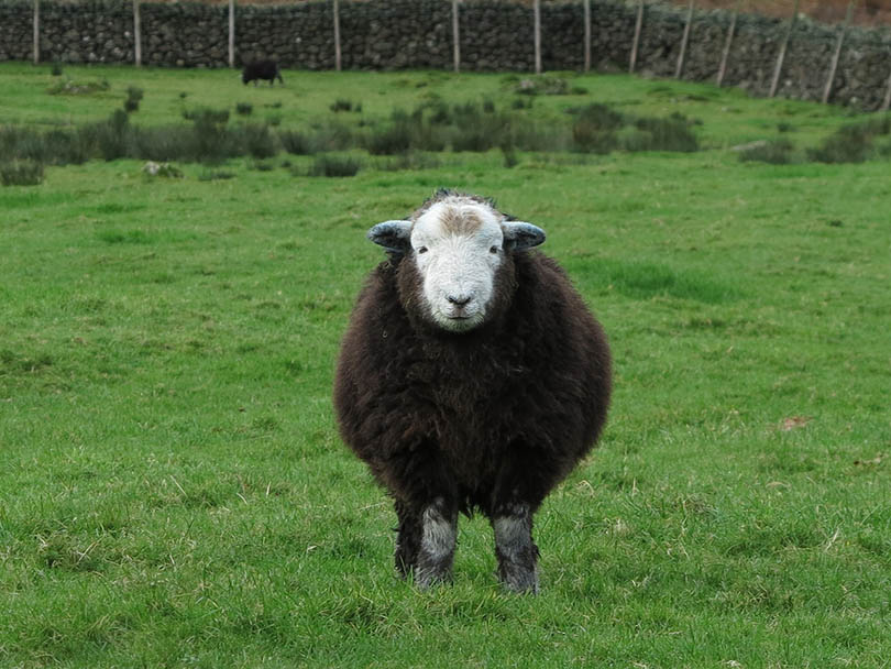 herdwick sheep