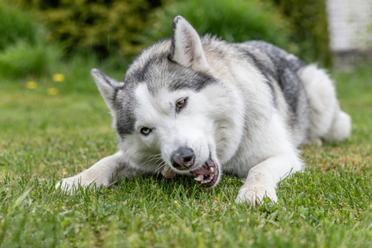 husky dog lying on grass