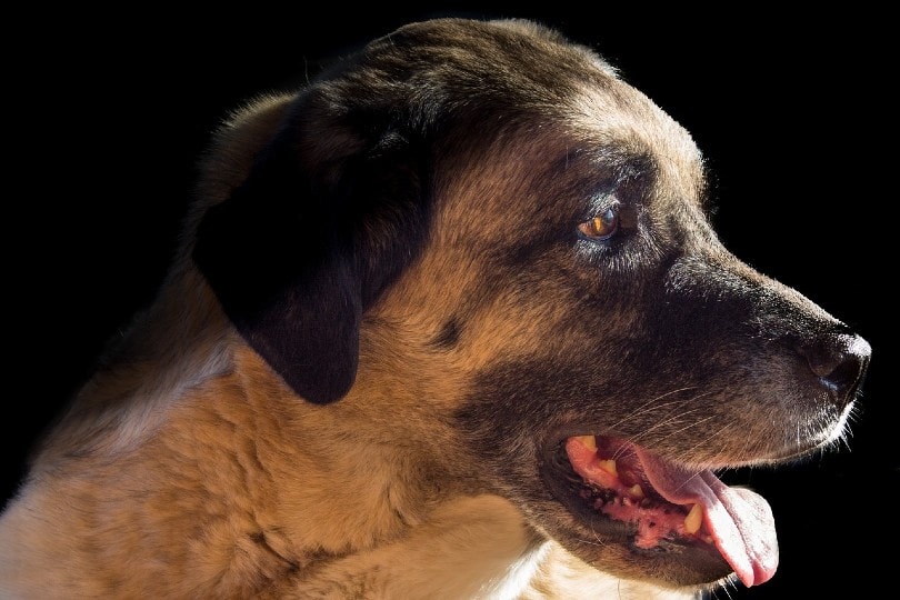 How Strong Is a Kangal's Bite Force? (PSI Measure & Facts) | Pet Keen