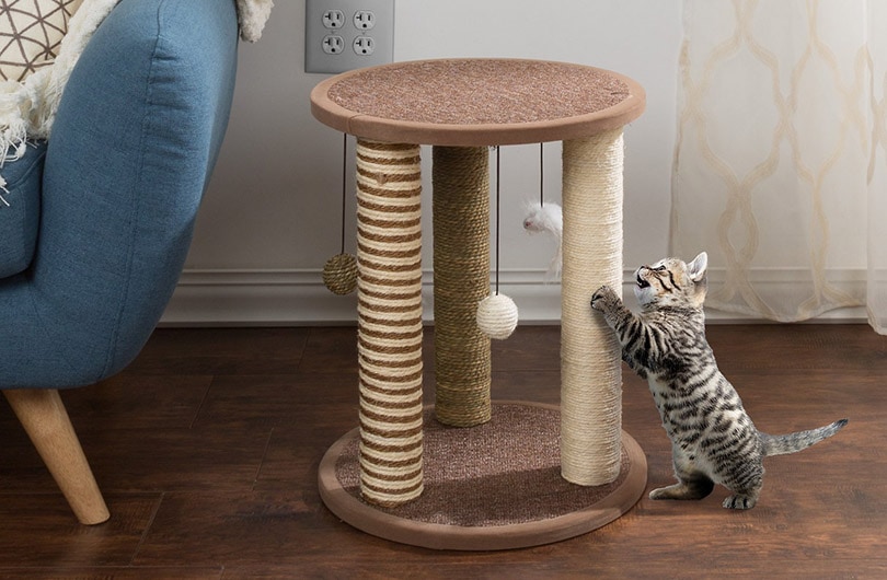 kitten scratching on a scratching post with toys