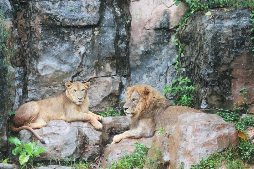 liones resting on rock