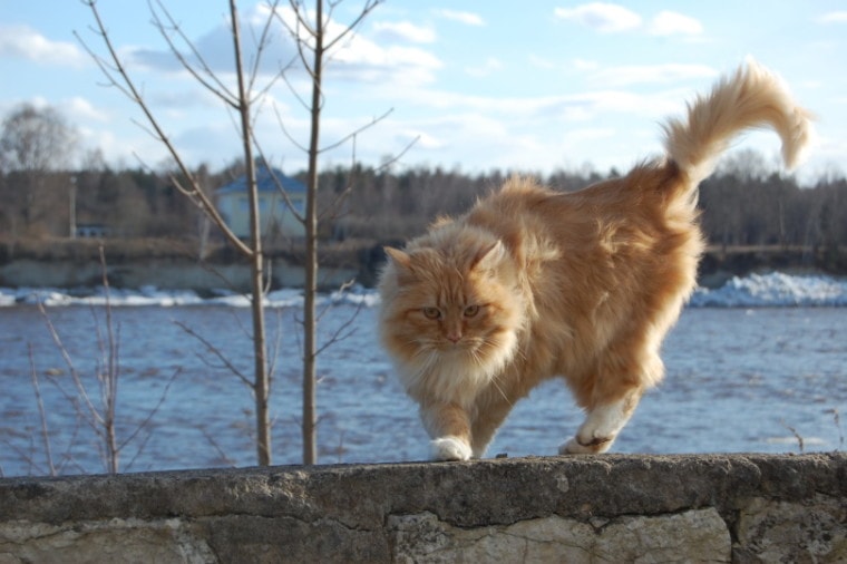 long haired cat outdoor